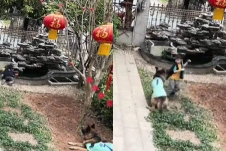 Vídeo mostra cachorro salvando criança de afogamento e usando rede para pegar bola na água